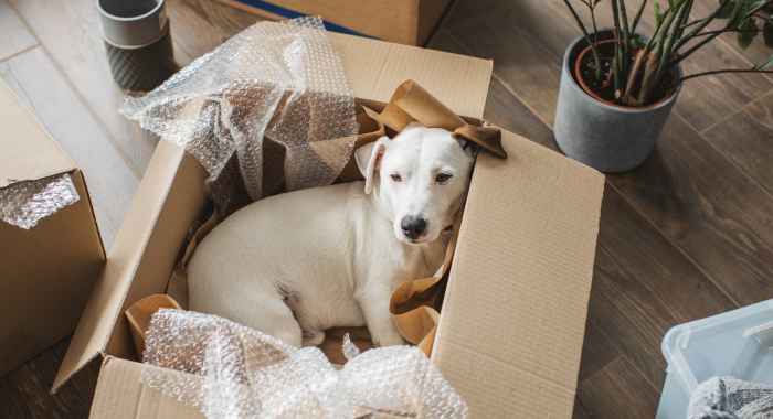 Dog laying in a moving box